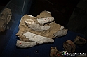 VBS_9558 - Museo Paleontologico - Asti